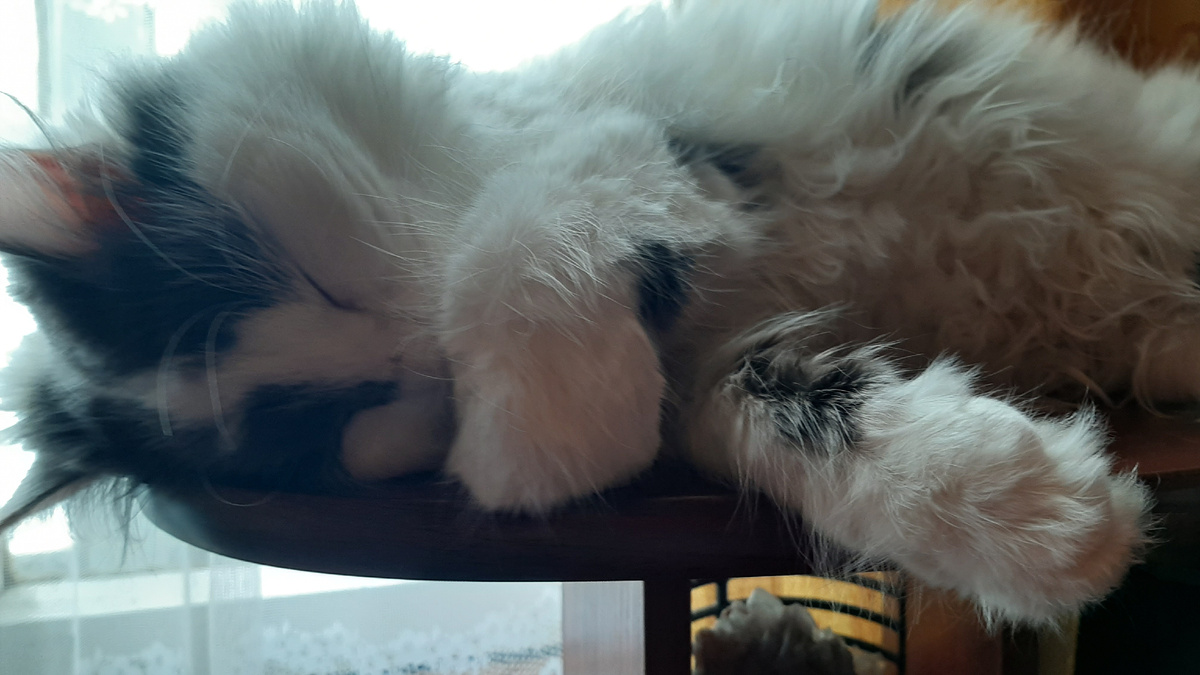 Котик спит, но бдит)