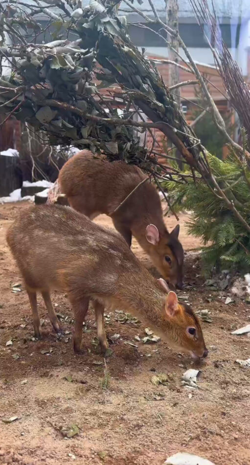    Фото: скриншот из видео пресс-службы Ленинградского зоопарка.