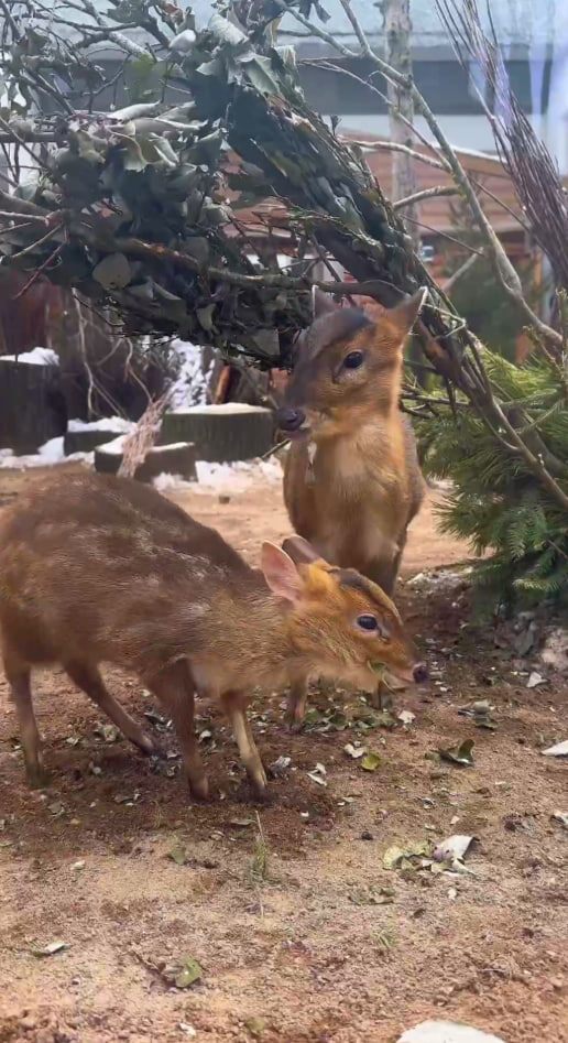    Фото: скриншот из видео пресс-службы Ленинградского зоопарка.