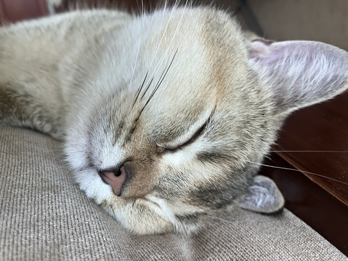 Сладкий сон