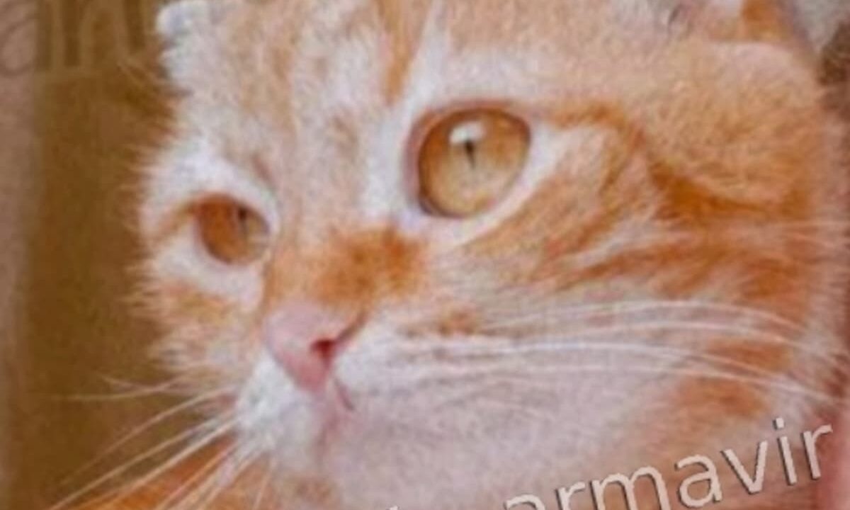    Фото t.me/armavir_armavir