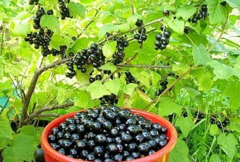 Забудьте о клеще навсегда: за 20 минут народный рецепт уничтожает пучкового клеща на смородине без химии и затрат