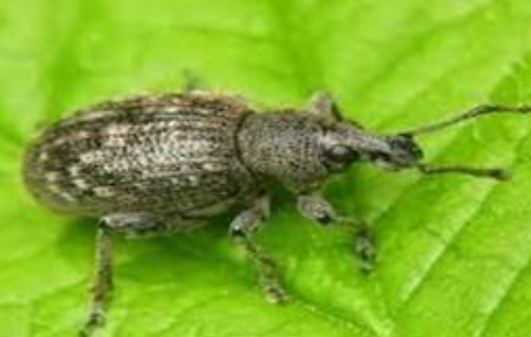    Стеблевой скрытнохоботник проснулся на рапсовых полях в Калининградской области