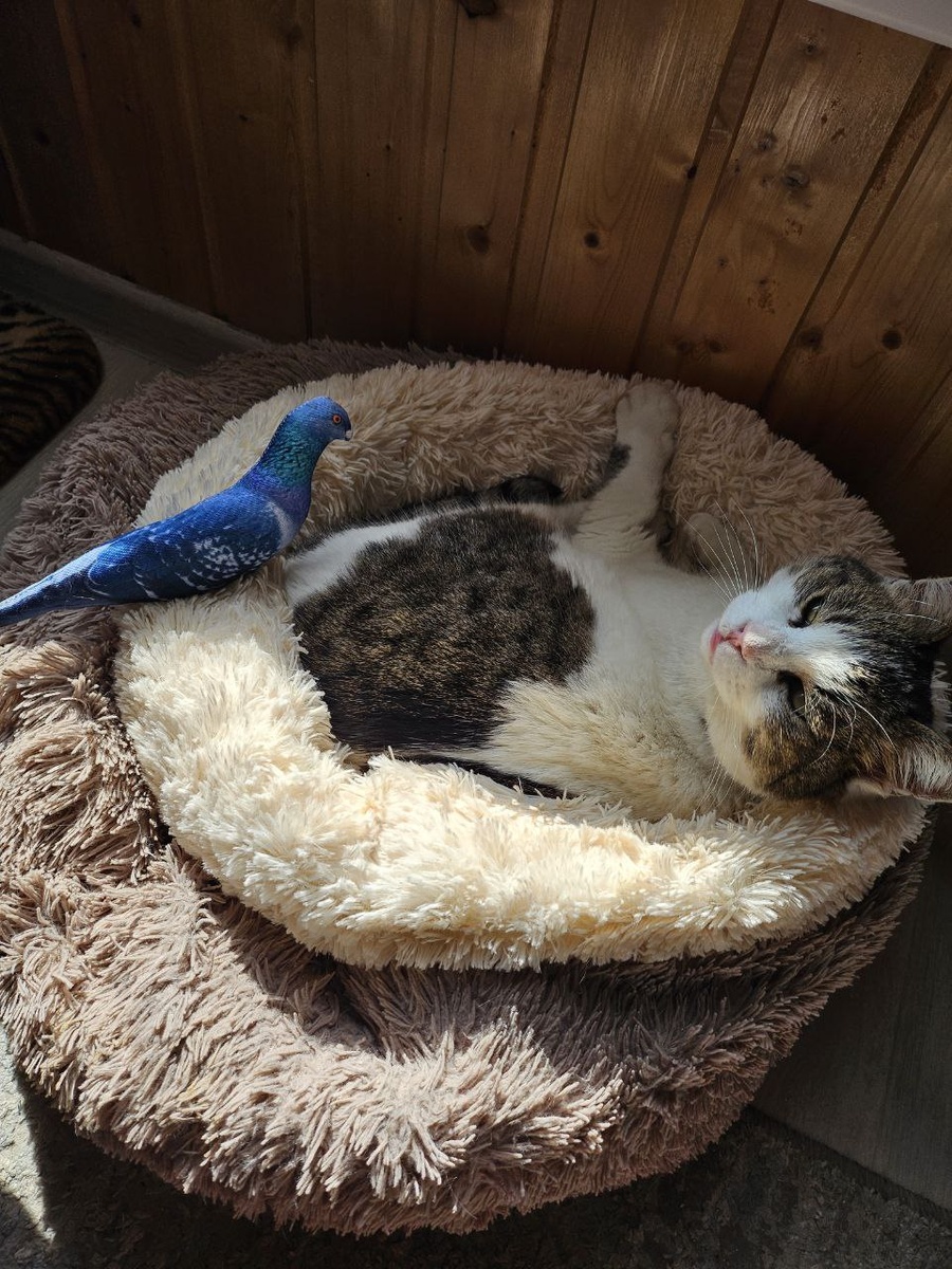 Фото: Telegram-канал "Ветеринарная служба Ялта"