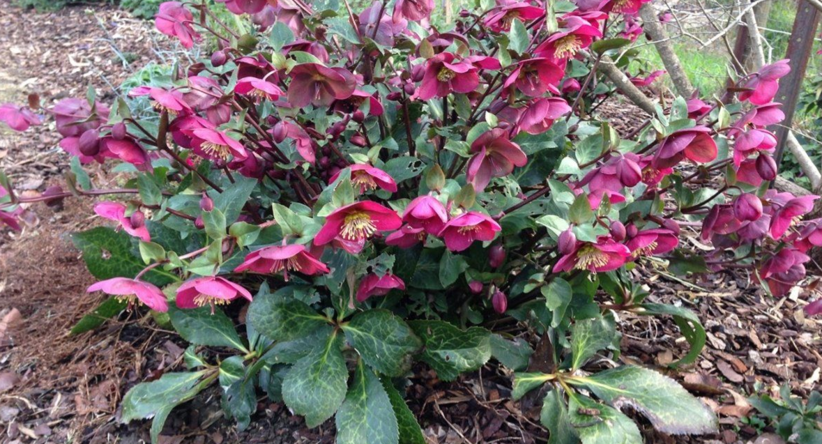 Морозник восточны