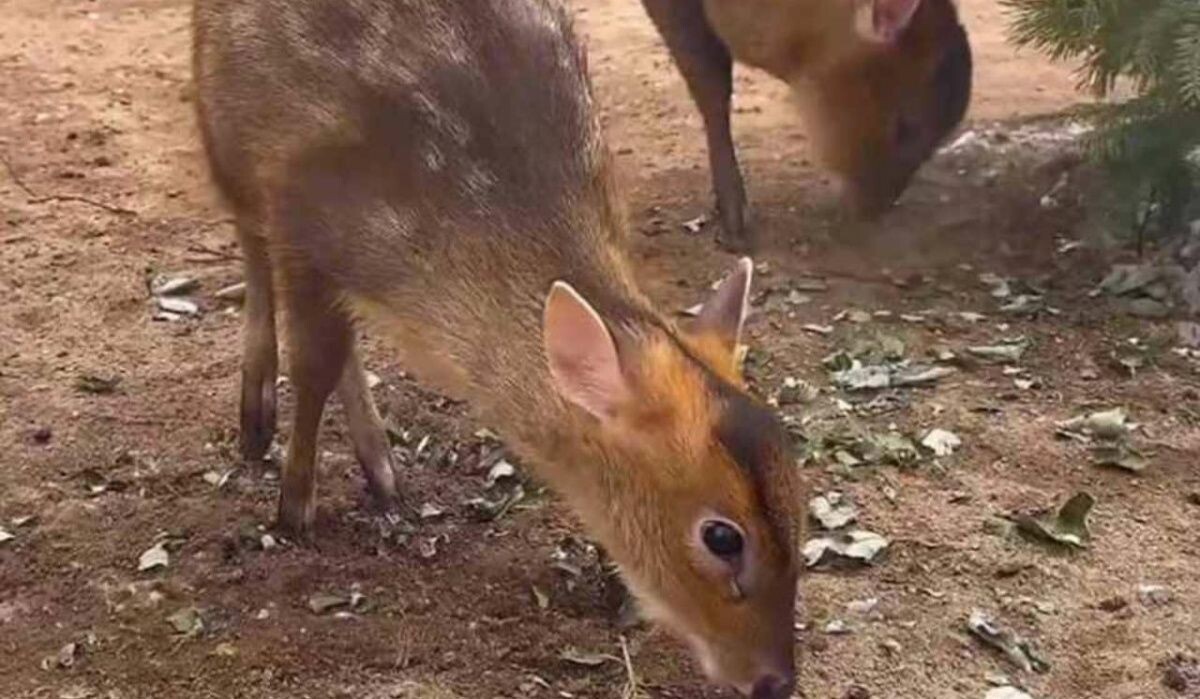     Маленький мунтжак. Источник: kp.ru Автор фото: Пресс-служба Ленинградского зоопарка