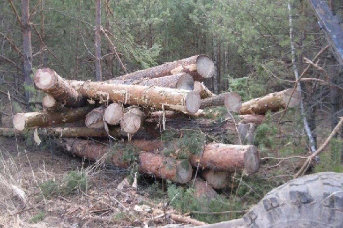    Тюменец выплатит 7 млн рублей за вывоз леса за границу