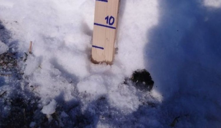    В Ульяновской области около 270 тысяч га озимых находятся в хорошем и удовлетворительном состояниях