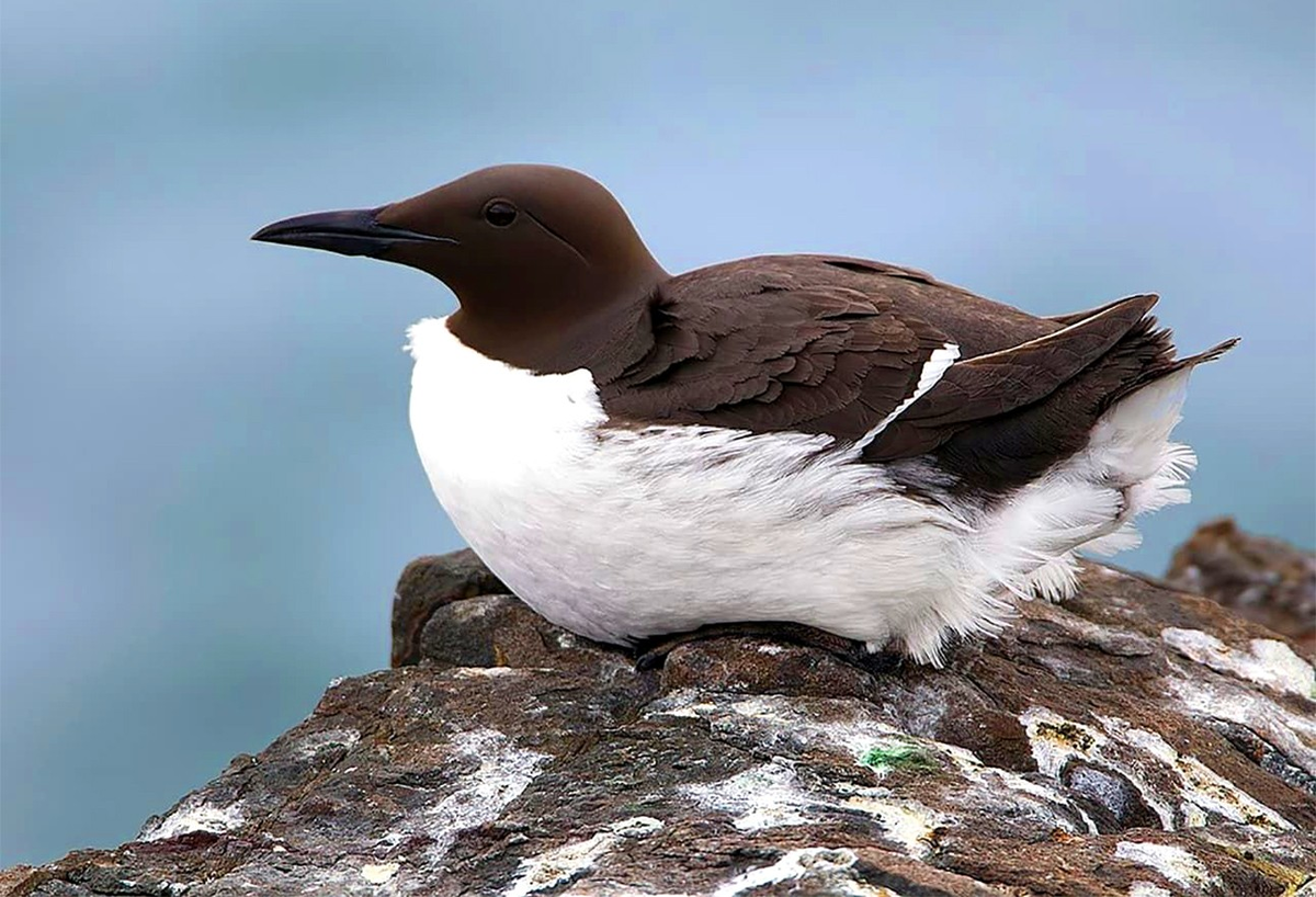 Толстоклювая кайра