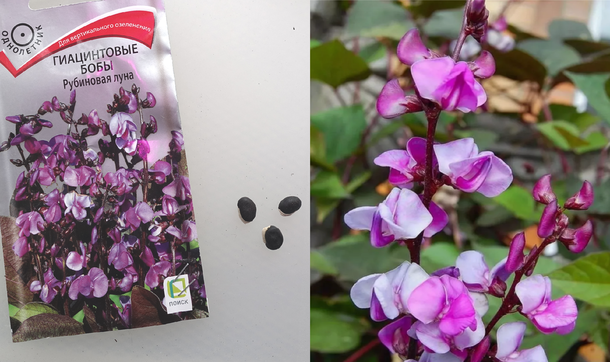 Фотография цветущего долихоса - с сайта агрофирмы Поиск