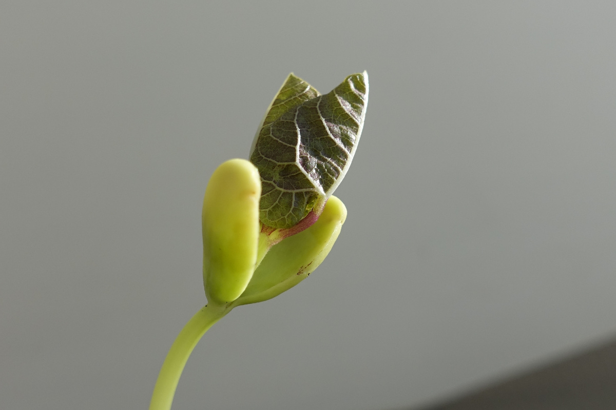 Новорожденный долихос