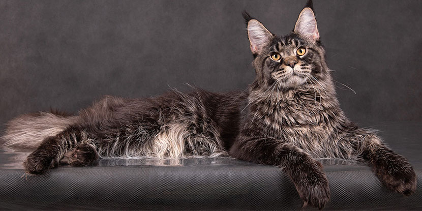 Мейн-кун (Maine Coon)