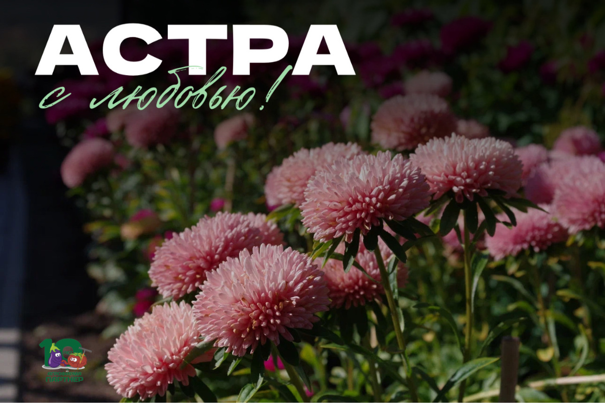 Когда-то астра считалась осенним цветком, недолговечным и капризным. Но селекция изменила всё! Сегодня среди сортов китайской астры есть настоящие аристократы, которым можно доверить даже свадебный букет.