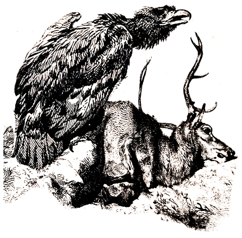 Изображение Раума в «Оккультном Таро» Трэвиса МакГенри