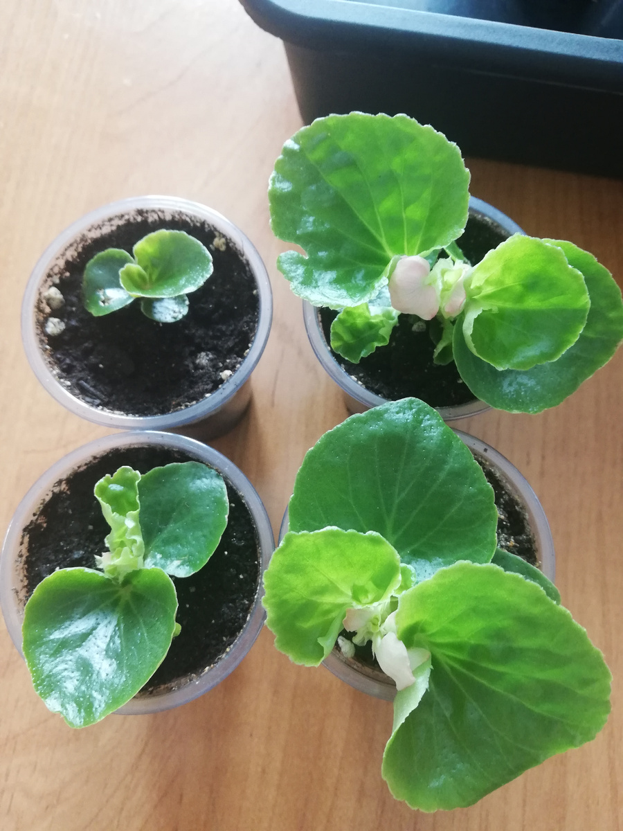 Вот такие они стали в 100 мл на 10 марта