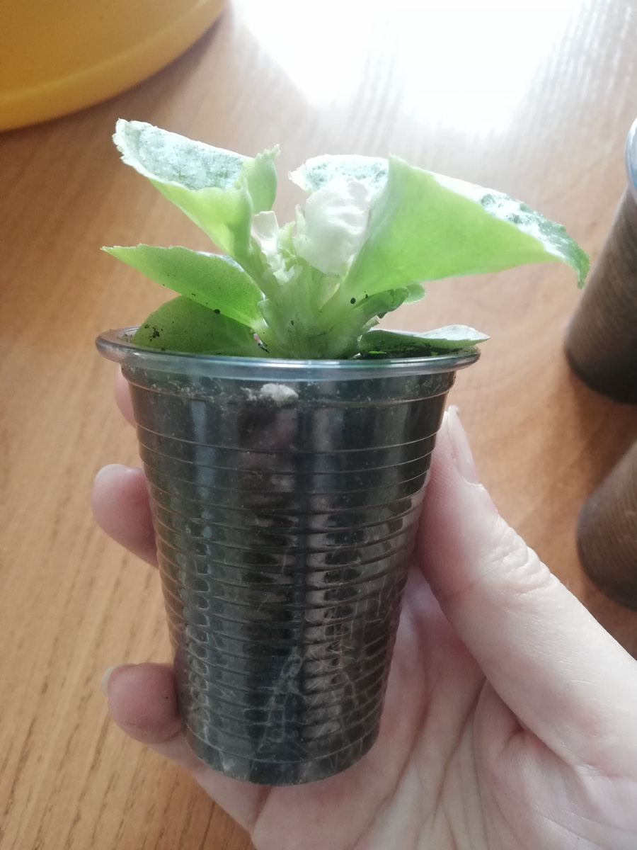 Хорошо развитая корневая система