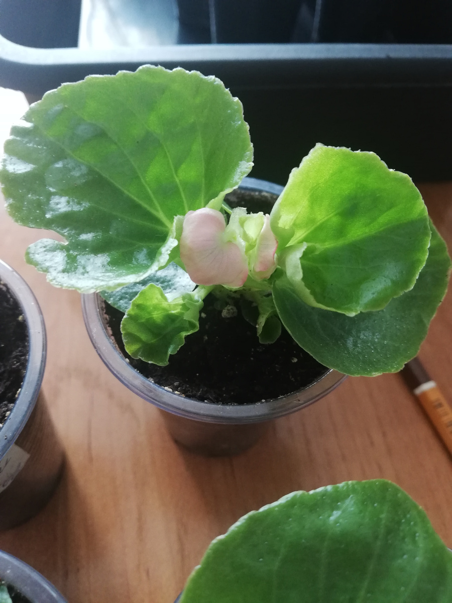 Милые нежно-розовые бутоны