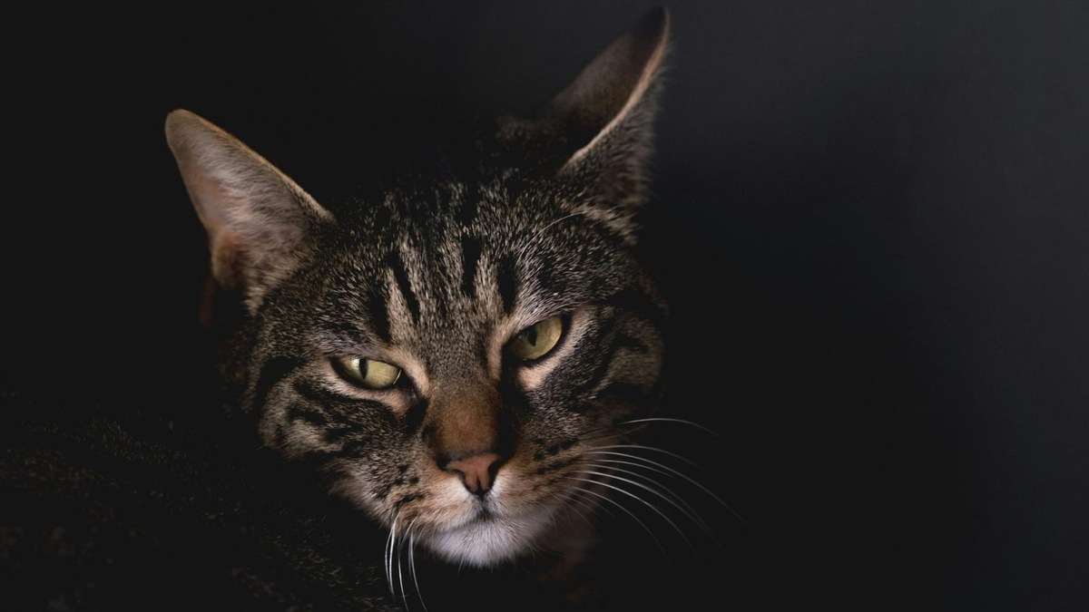    Кошки видят в темноте благодаря особому слою в сетчатке, который отражаем и тем самым усиливает внешний свет