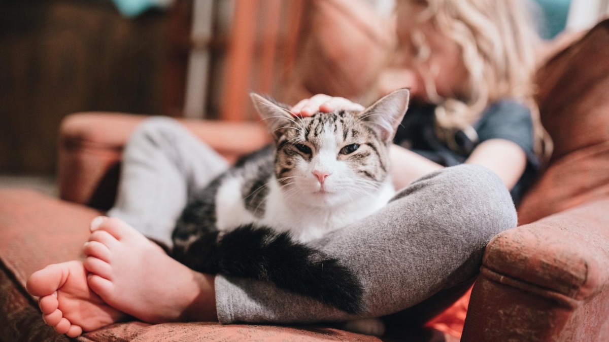    В природе кошка почти не общается голосом с себе подобными, но в процессе одомашнивания она научилась «разговаривать» с людьми