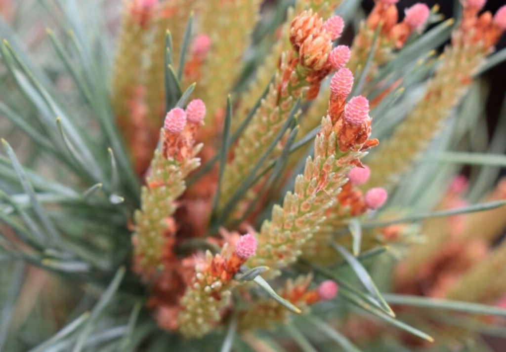 Женские шишки образуются на кончиках побегов