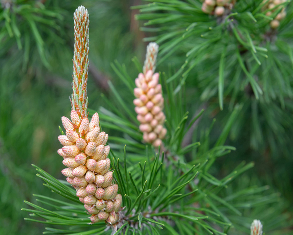 Это молодые побеги сосны. К их основанию прилепились мужские шишки, в которых созревает пыльца