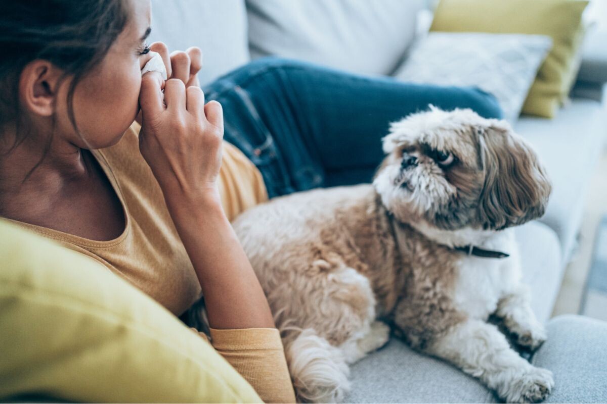 Может ли собака заразиться от человека простудой или гриппом