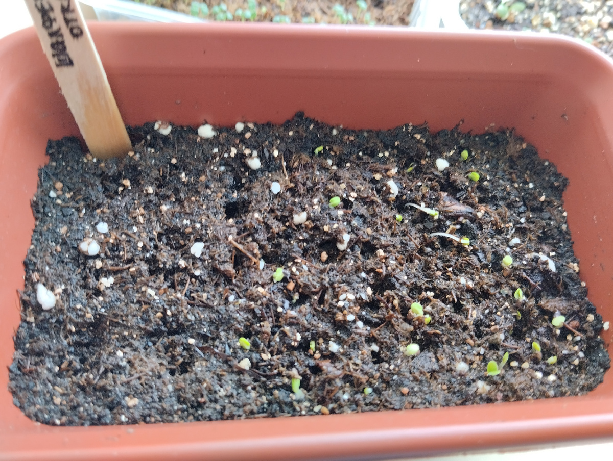 Всходы шалфеев появились 3 марта, тогда и сняла "шапочки"-пакетики