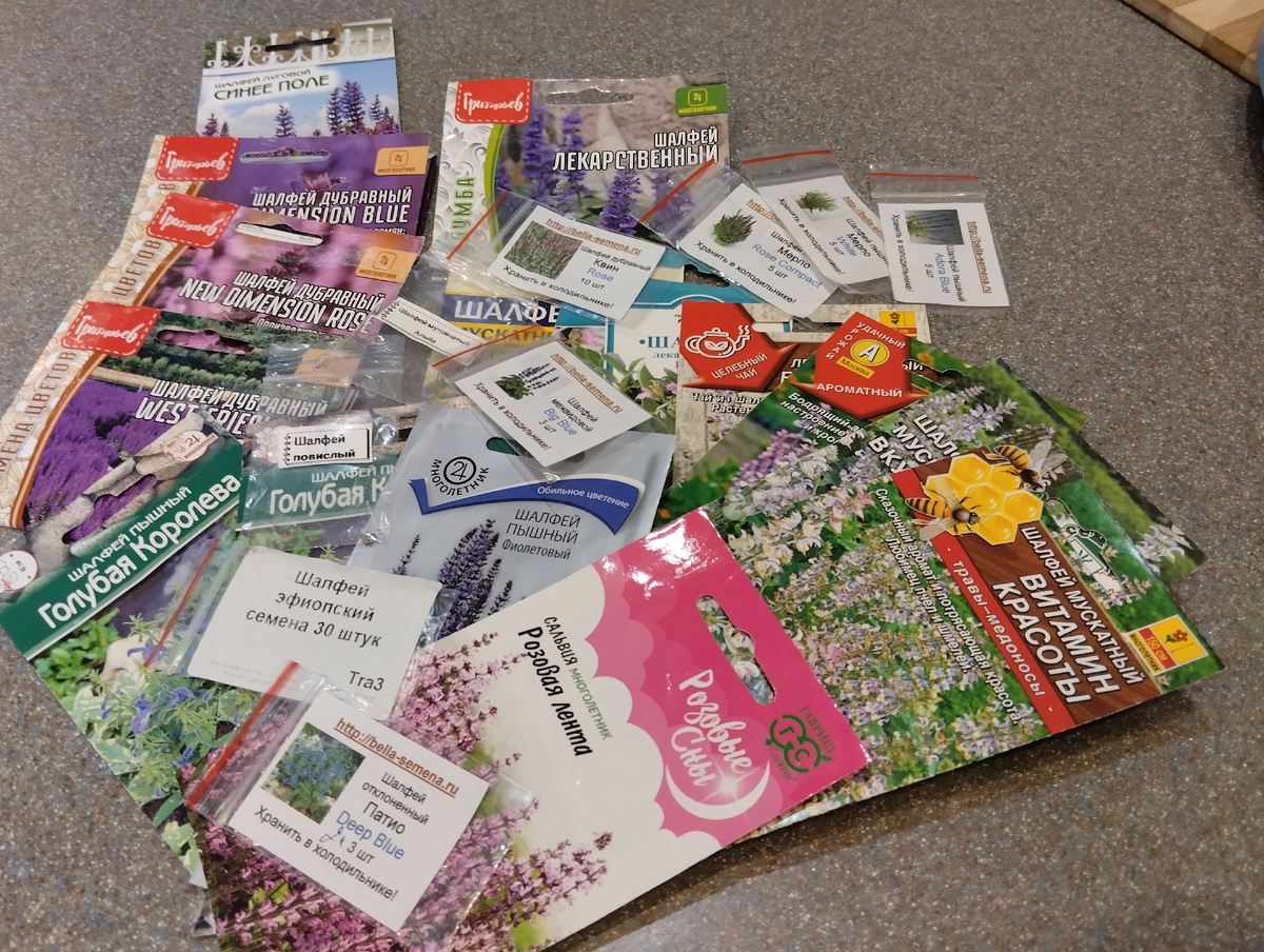 Разнообразие видов и сортов многолетнего шалфея