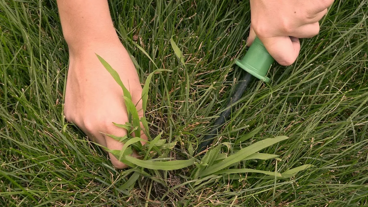 Цель этой статьи — разобраться, действительно ли отработка может стать спасением от сорняков, или её использование принесёт больше вреда, чем пользы. 