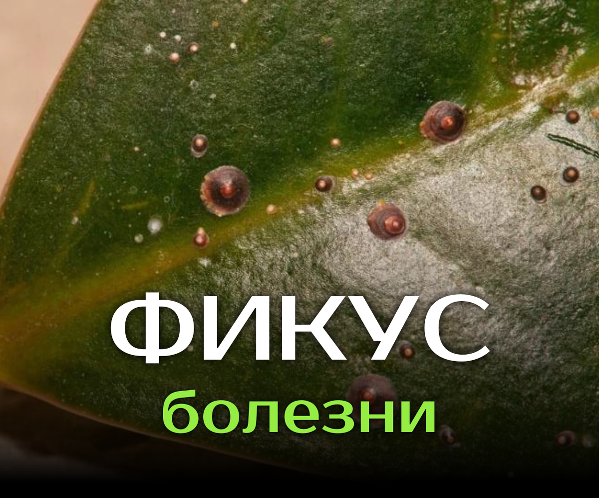 Как лечить фикус