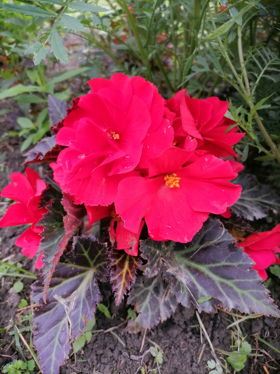 Вот такая была красота.