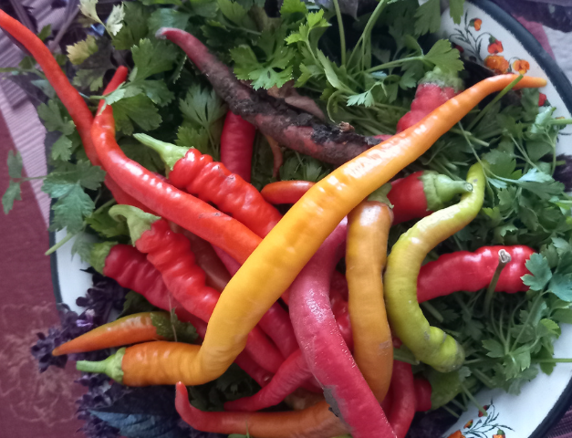 Давно заметила, что базилик оздоровляет перец