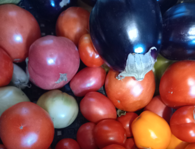 На плодах у меня давно уже нет фитофторы