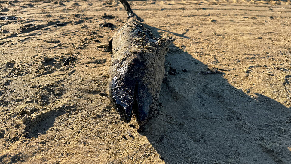 Фото: Александр Черных / Коммерсантъ