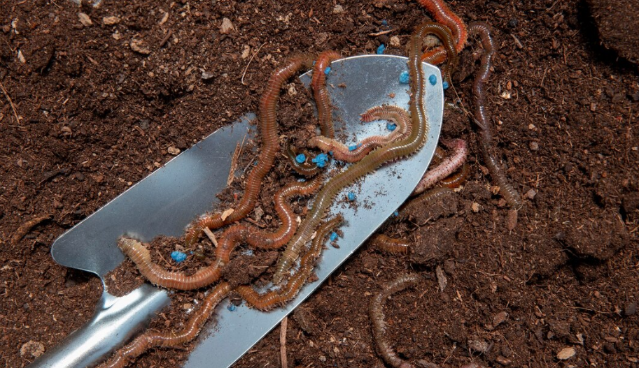 Изображение от Freepik