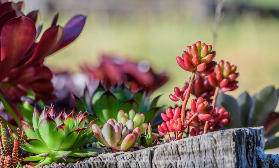 Фото: Яндекс Картинки