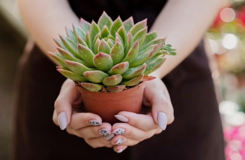 Фото: Яндекс Картинки