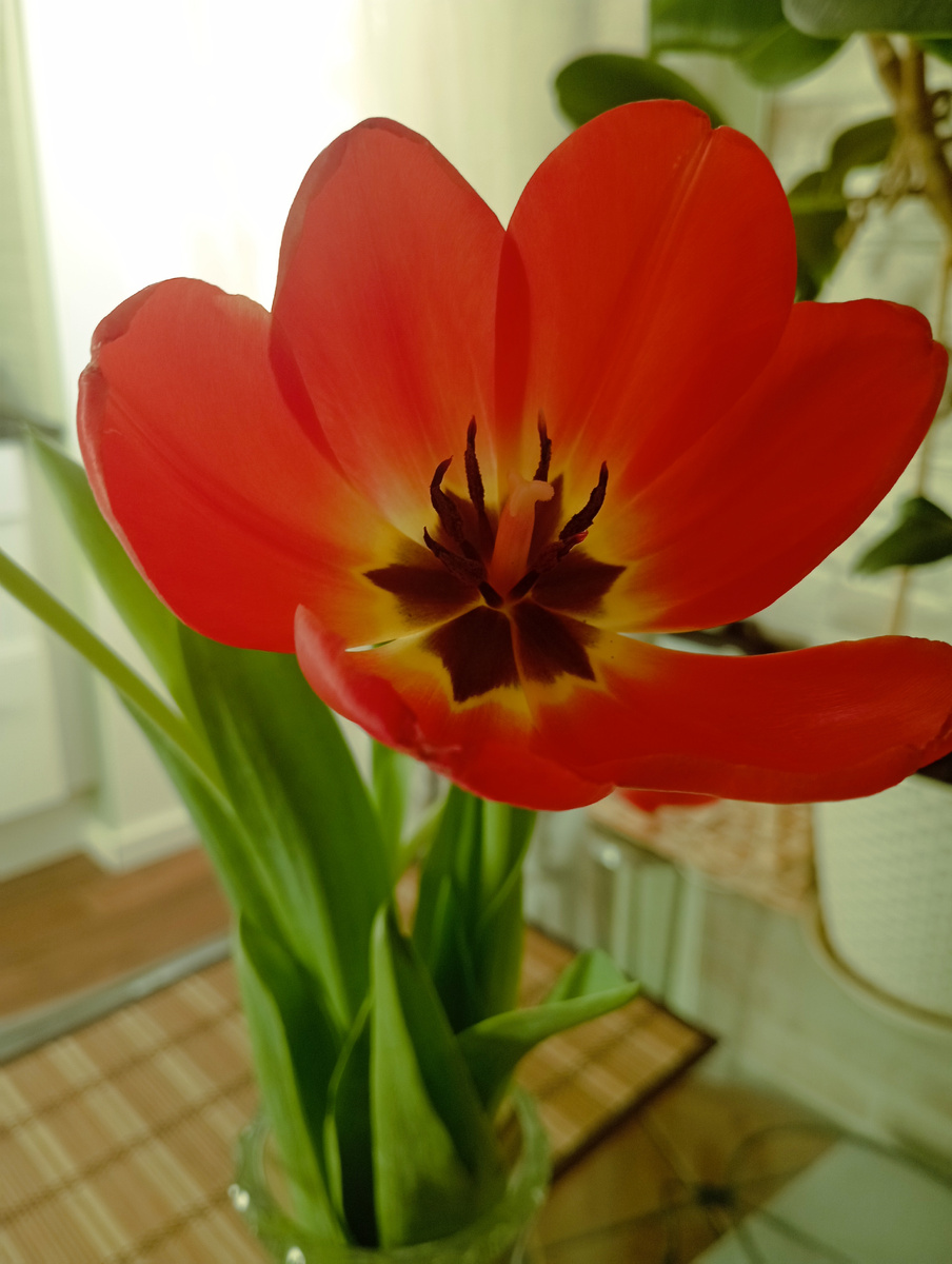 "Он похож на мак", - сказал сын. Я не могла не согласится. Когда рисуем маки на занятиях, именно такими их изображаем. Тычинки только другие) 