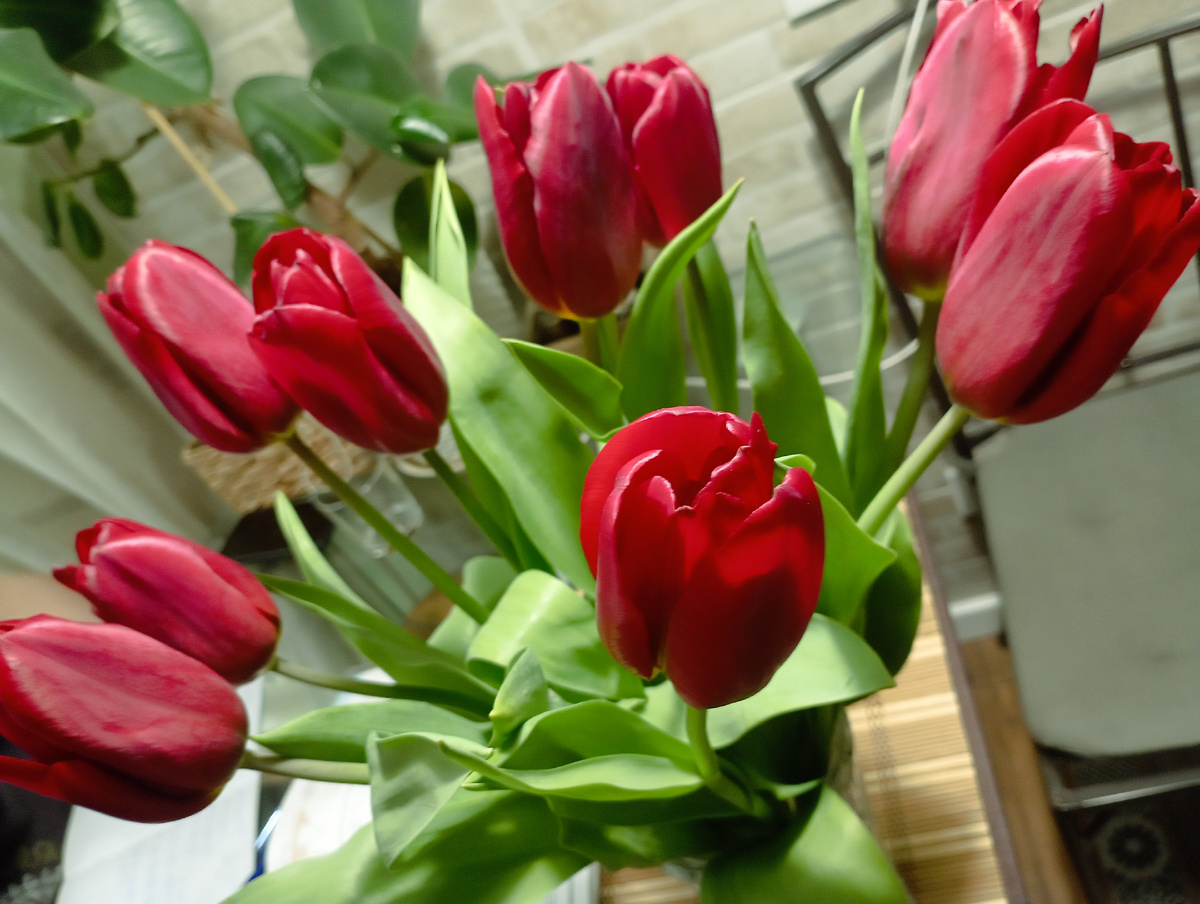 Другой сорт- не раскрываются бутоны широко. Муж всё же не смог оставить нас с дочерью без маленьких знаков внимания. И точно не разорился. 