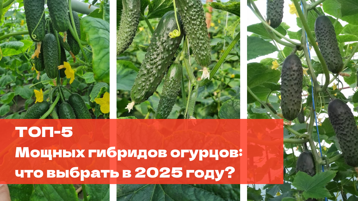 ТОП 5 гибридов огрурцы 2025 г
