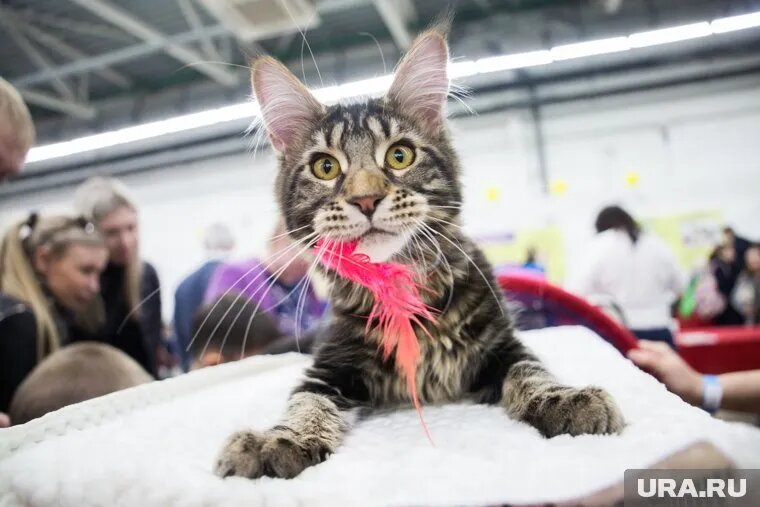 Самые дорогие и редкие котята в Челябинске продаются в районе 100 тысяч рублей. Фото: Анастасия Яковлева © URA.RU