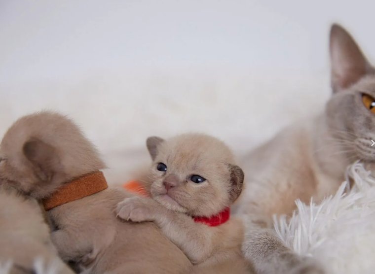 Первые упоминания о бурманских кошках можно найти в древних книгах поэзии в странах Юго-Восточной Азии в XII столетии. Фото: сайт «Авито»