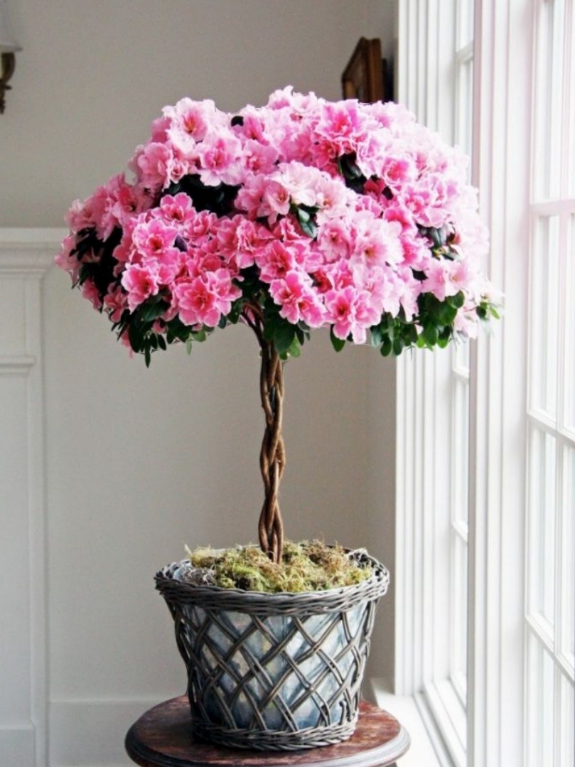 Фото из интернета.