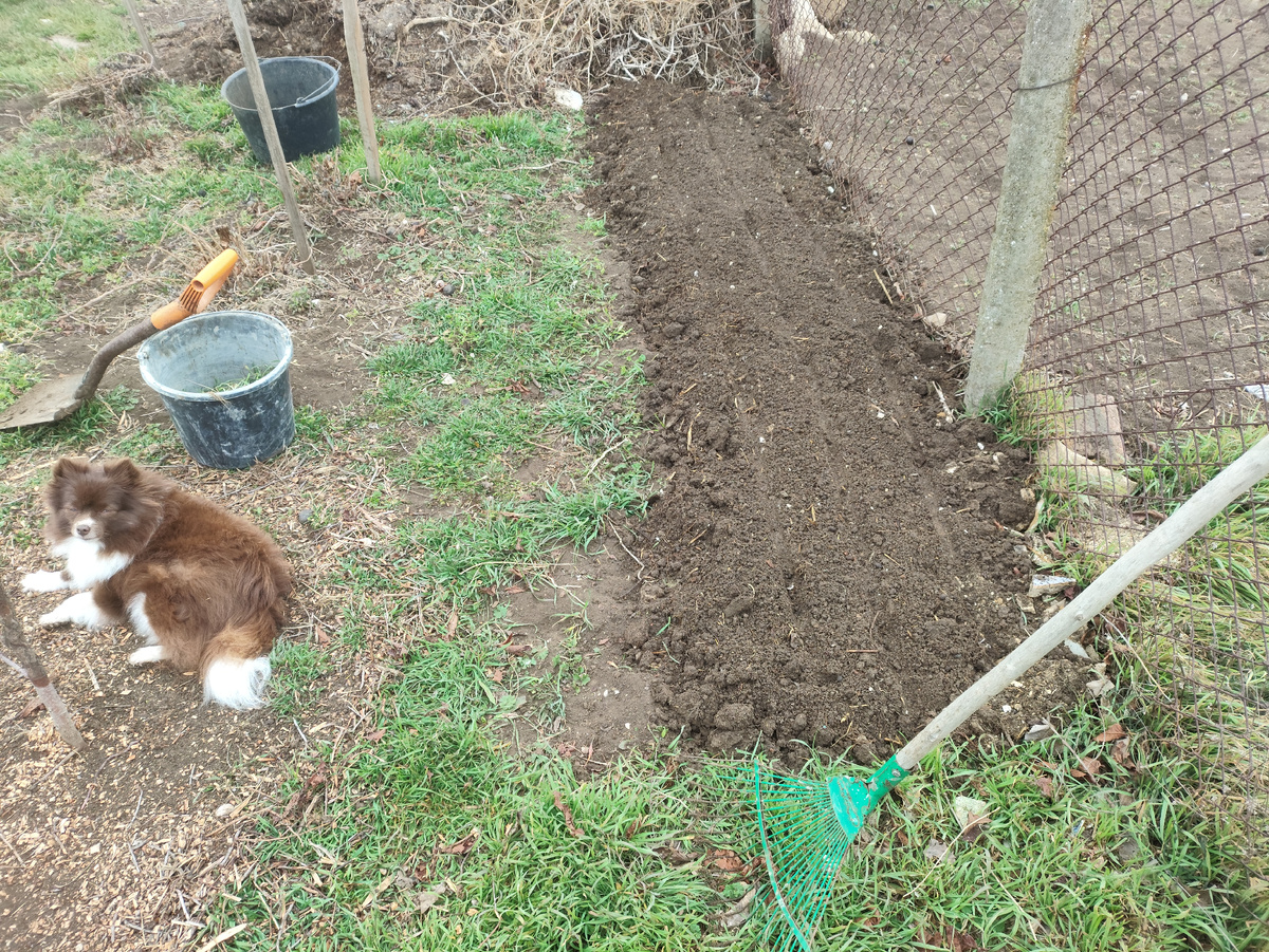 Перекопала по-быстрому, рядки наметила