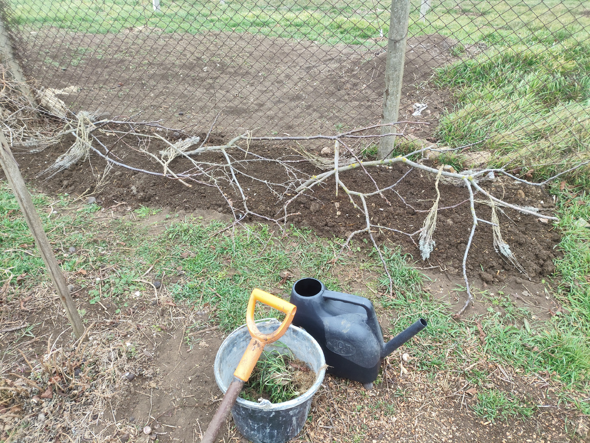 Защита от кошек. Посажены морковь и укроп