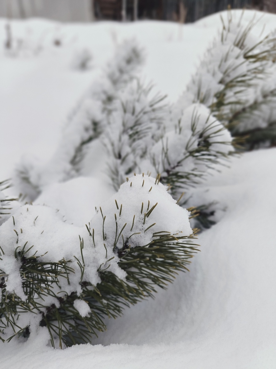  Сосна еще может понежиться под снежным одеялом. Тепло и беззаботно