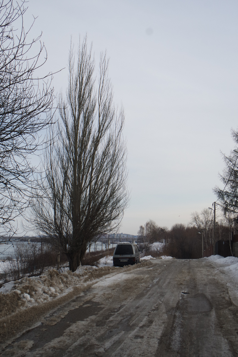 редкий для Иркутска пирамидальный тополь