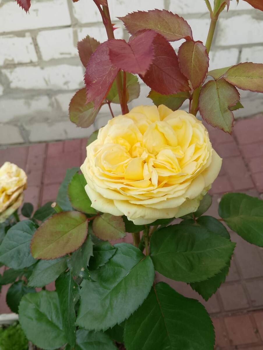 Каталина. Фото подарили