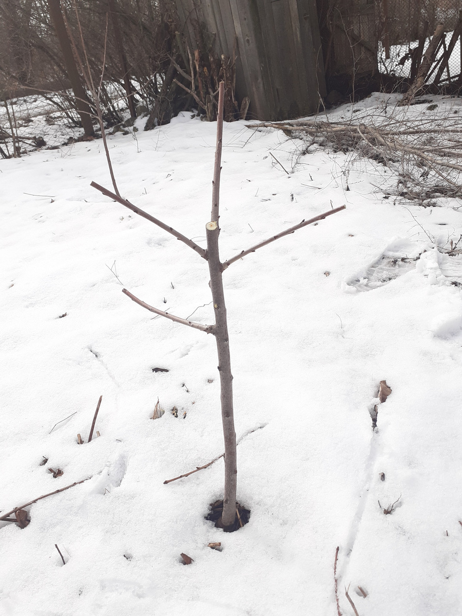 Обрезка черешни "Испанский куст"