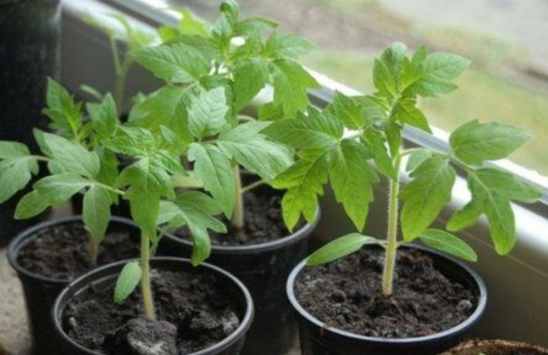 Рассада помидоров